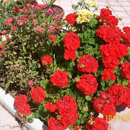 Family-friendly With Swimming Pool Cove Ljubljeva, Trogir - 14314 Apartman *